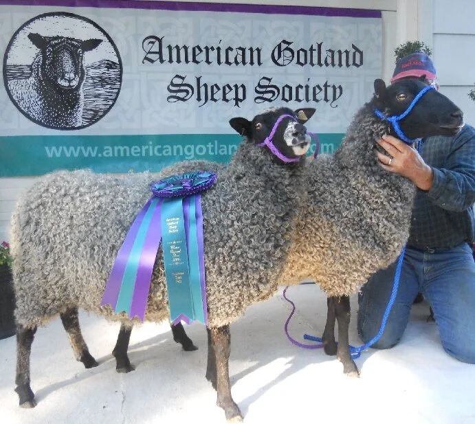 General 2 — Shepherds Lane